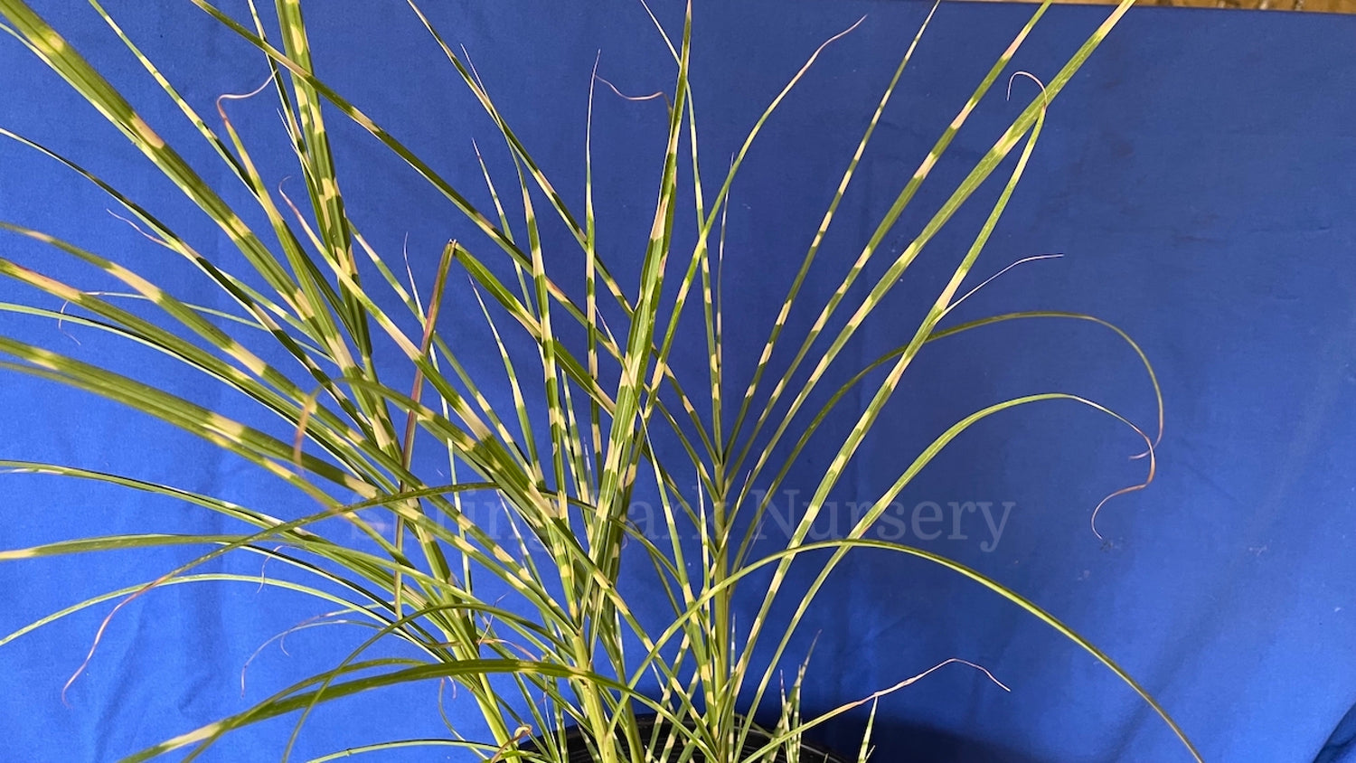 Miscanthus sinensis 'Gold Bar' [Sz:100 mm]
