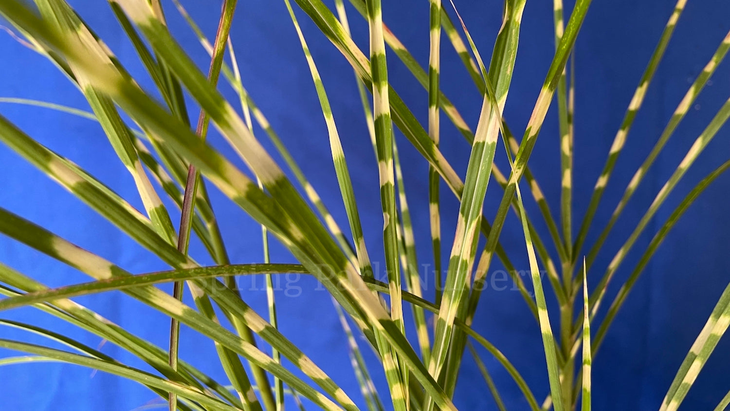 Miscanthus sinensis 'Gold Bar' [Sz:100 mm]
