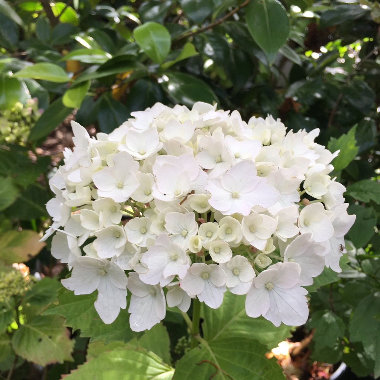 Hydrangea macrophylla 'Le Cygne' [Sz:100 mm]