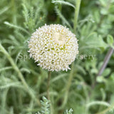 Santolina pinnata ssp. neapolitana 'Edward Bowles' [Sz:100 mm]