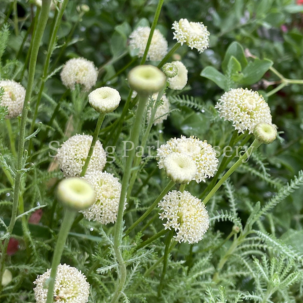 Santolina pinnata ssp. neapolitana 'Edward Bowles' [Sz:100 mm]