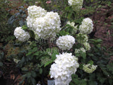 Viburnum macrocephalum [Sz:100 mm]