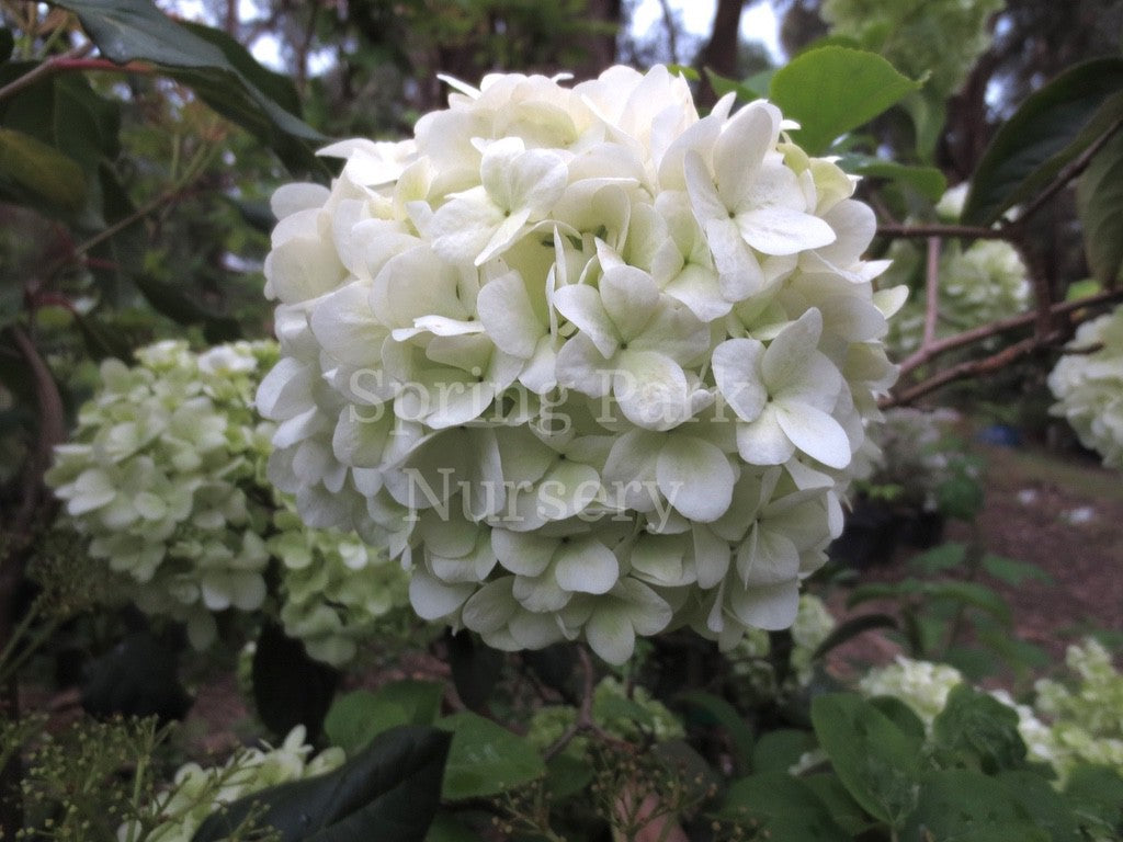 Viburnum macrocephalum [Sz:100 mm]