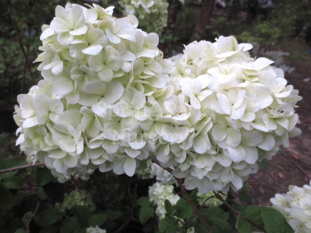 Viburnum macrocephalum [Sz:100 mm]