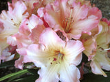 Rhododendron 'Australian Cameo' [Sz:200 mm]