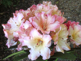 Rhododendron 'Australian Cameo' [Sz:200 mm]