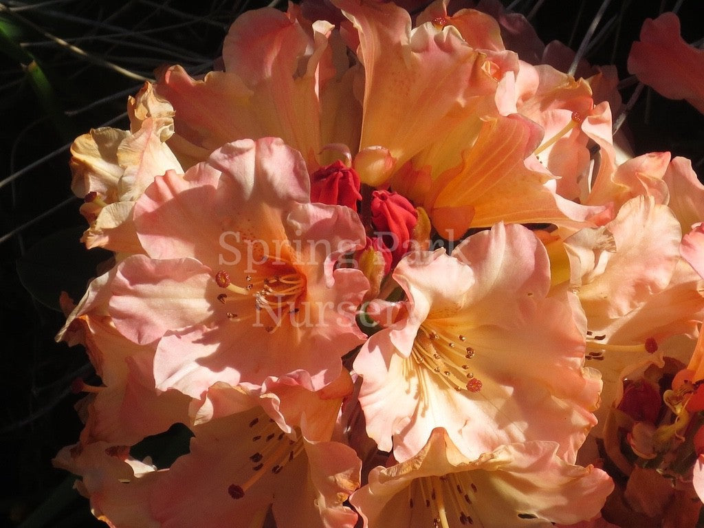 Rhododendron 'Australian Cameo' [Sz:200 mm]