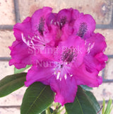 Rhododendron 'Black Prince' [Sz:200 mm]