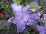 Rhododendron 'Blue Diamond' [Sz:200 mm]