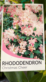 Rhododendron 'Christmas Cheer' [Sz:200 mm]