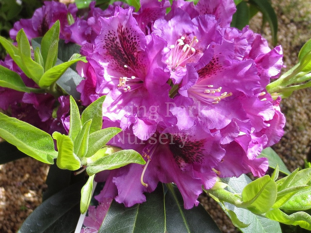 Rhododendron 'Colonel Coen' [Sz:200 mm]