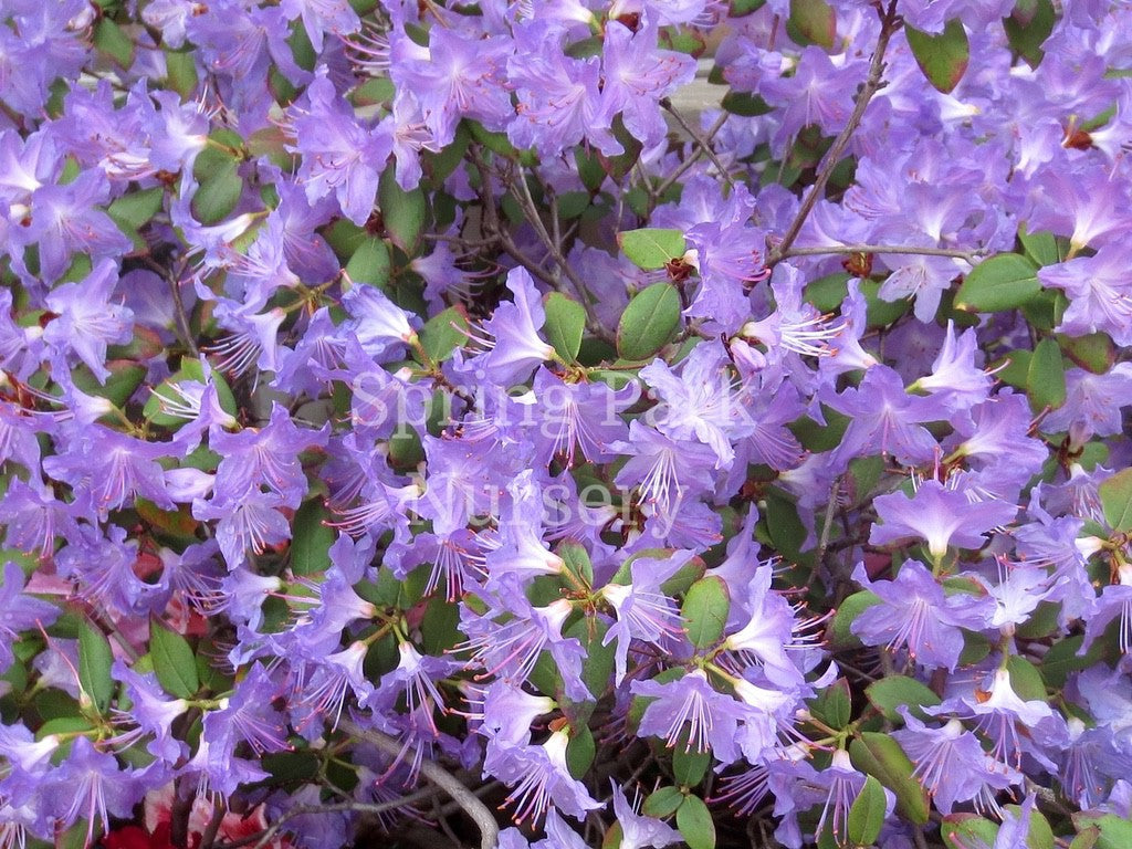 Rhododendron 'Florence Mann' [Sz:200 mm]