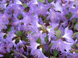 Rhododendron 'Florence Mann' [Sz:200 mm]