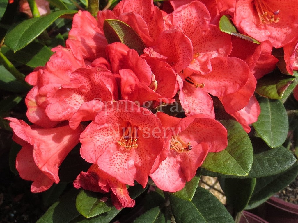 Rhododendron 'Larry Finch' [Sz:200 mm]