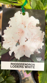 Rhododendron 'Loder's White' [Sz:200 mm]