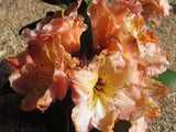 Rhododendron 'Maria's Choice' [Sz:200 mm]