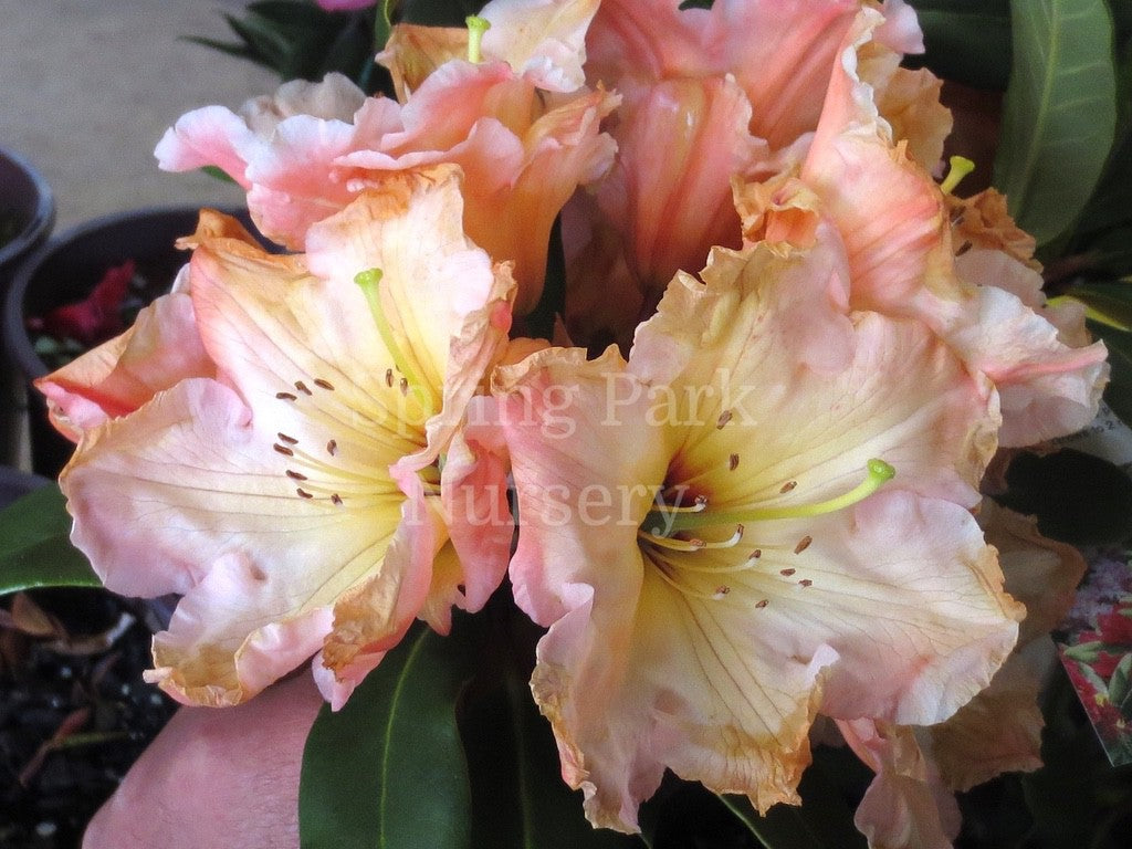 Rhododendron 'Maria's Choice' [Sz:200 mm]