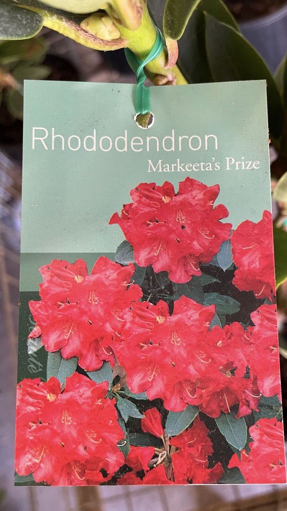 Rhododendron 'Markeeta's Prize' [Sz:200 mm]