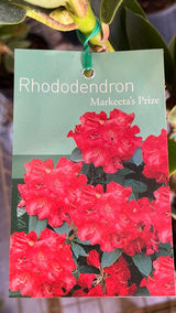 Rhododendron 'Markeeta's Prize' [Sz:200 mm]