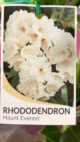 Rhododendron 'Mount Everest' [Sz:200 mm]