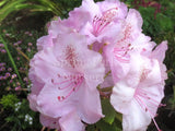 Rhododendron 'Mrs. Charles Pearson' [Sz:200 mm]