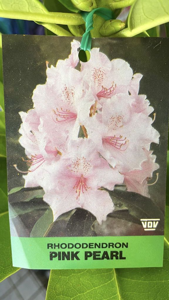 Rhododendron 'Pink Pearl' [Sz:200 mm]