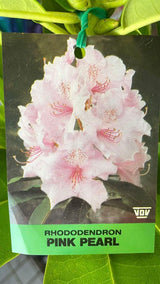 Rhododendron 'Pink Pearl' [Sz:200 mm]