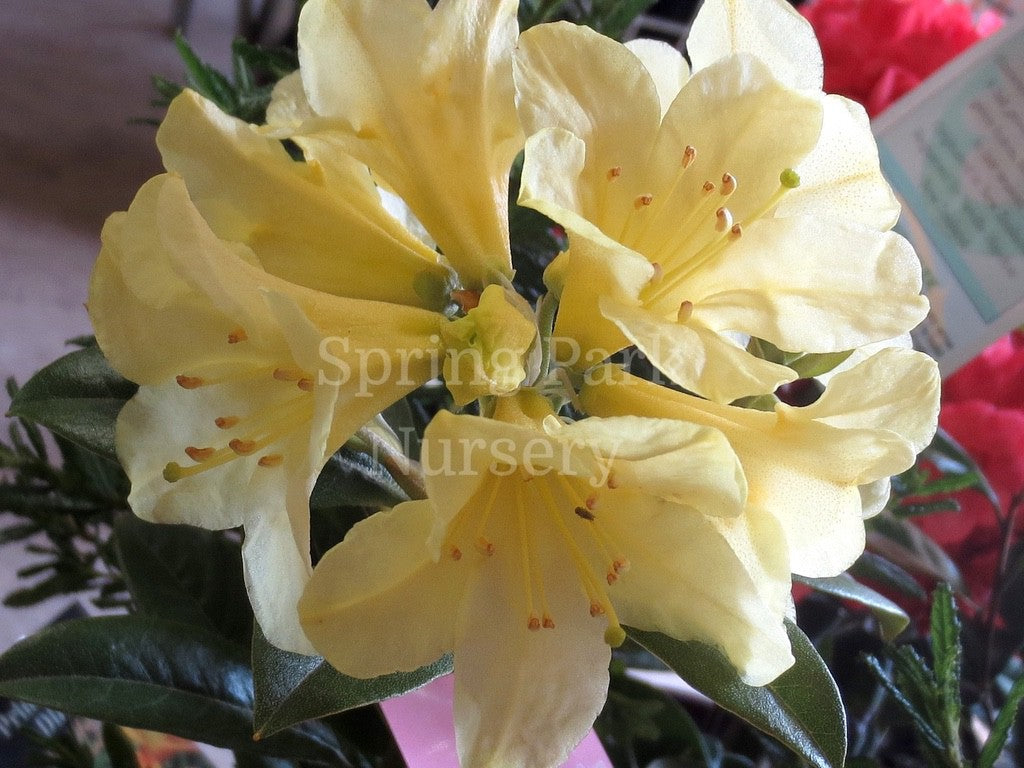 Rhododendron 'Saffron Queen' [Sz:200 mm]