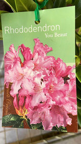 Rhododendron 'You Beaut' [Sz:200 mm]