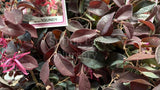 Loropetalum 'Burgundy' [Sz:140 mm]