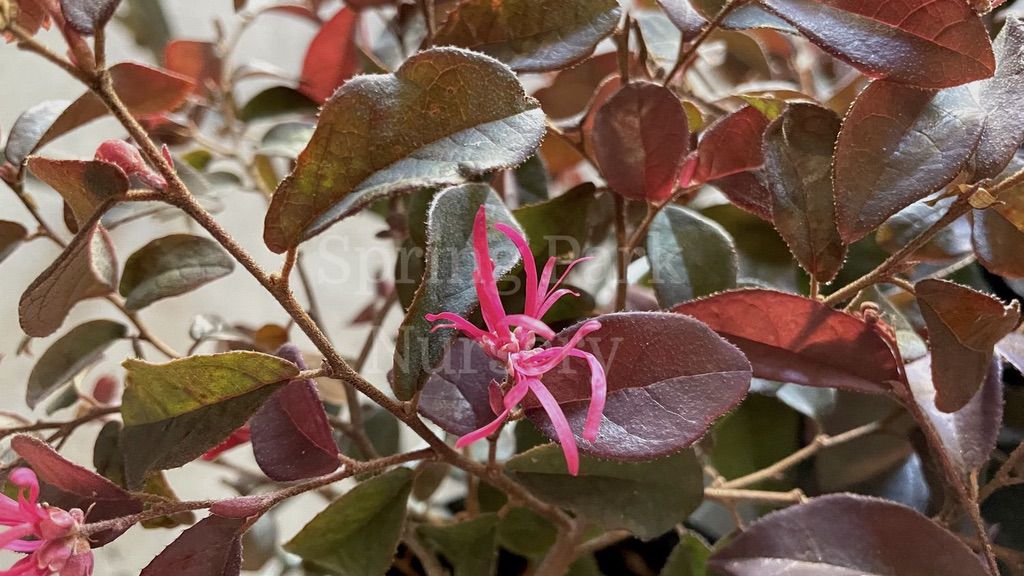 Loropetalum 'Burgundy' [Sz:140 mm]