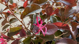 Loropetalum 'Burgundy' [Sz:140 mm]