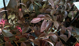 Loropetalum 'Burgundy' [Sz:140 mm]