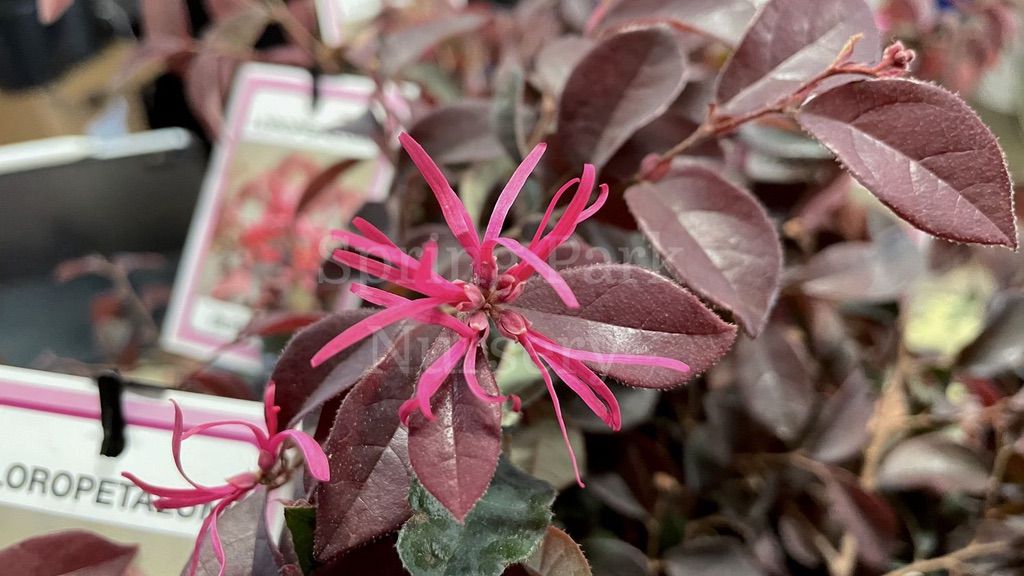 Loropetalum 'Burgundy' [Sz:140 mm]