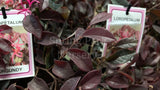 Loropetalum 'Burgundy' [Sz:140 mm]