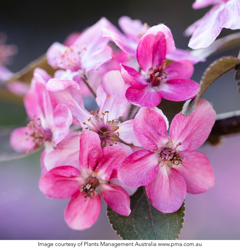 Semi-Dwarf Apple - Malus 'Magnus Summer Surprise' [Sz:Bare Rooted]