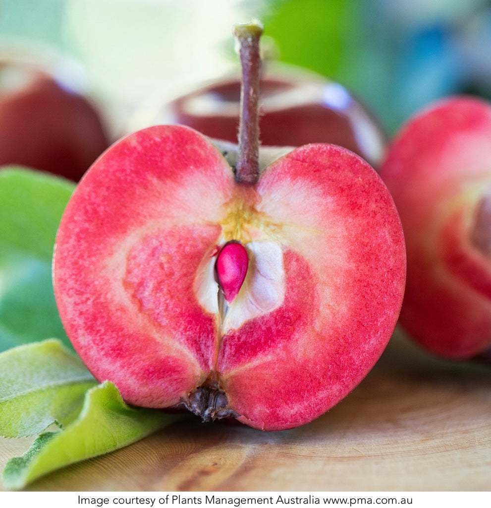 Semi-Dwarf Apple - Malus 'Magnus Summer Surprise' [Sz:Bare Rooted]