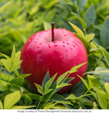 Semi-Dwarf Apple - Malus 'Magnus Summer Surprise' [Sz:Bare Rooted]