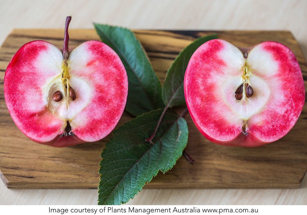 Semi-Dwarf Apple - Malus 'Magnus Summer Surprise' [Sz:Bare Rooted]