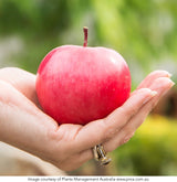 Semi-Dwarf Apple - Malus 'Magnus Summer Surprise' [Sz:Bare Rooted]