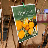 Apricot 'Moorpark' [Sz:Bare Rooted (small)]