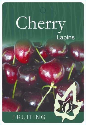 Cherry 'Lapins' [Sz:Bare Rooted]