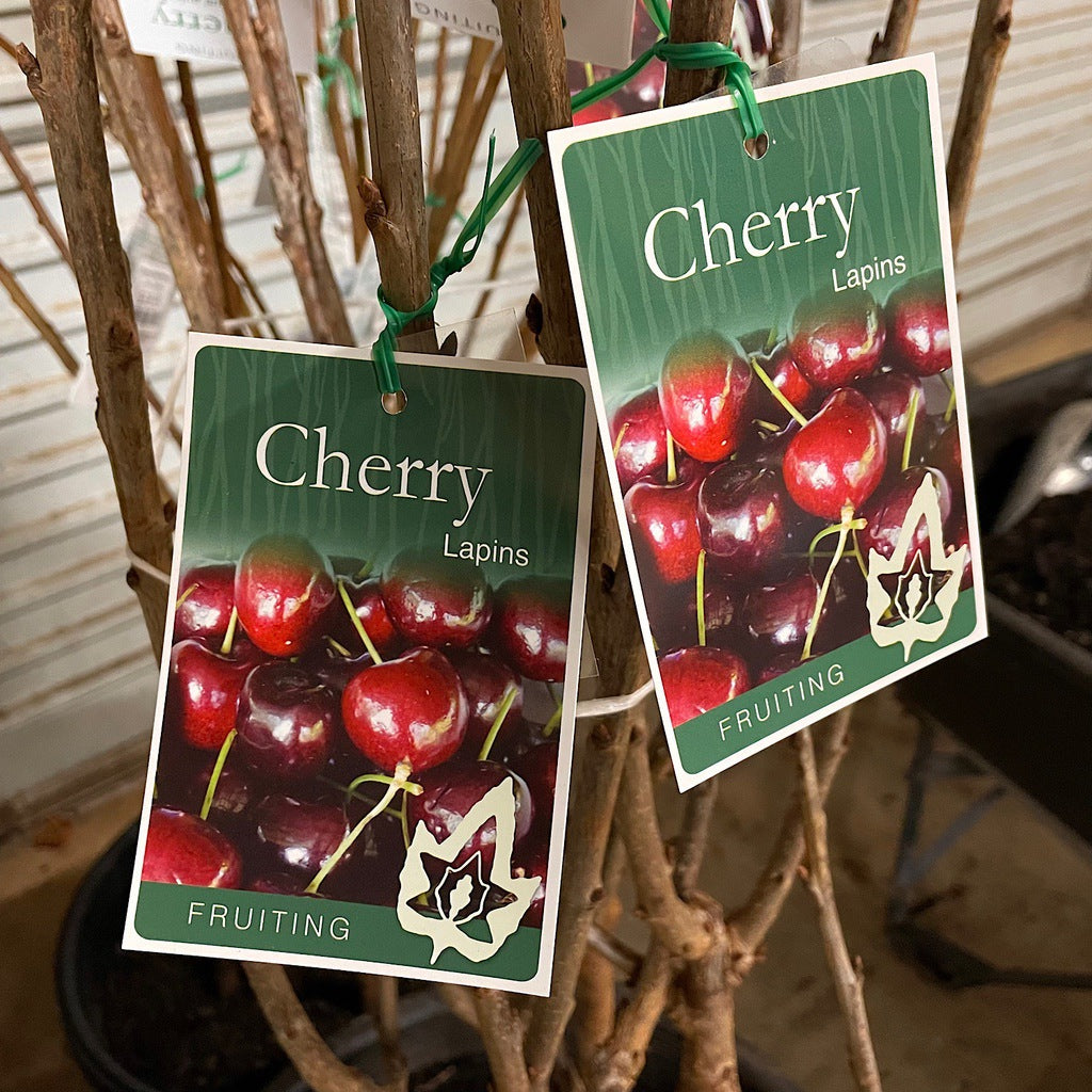 Cherry 'Lapins' [Sz:Bare Rooted]