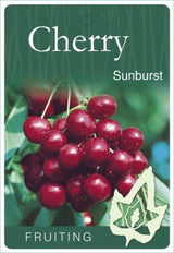 Cherry 'Sunburst' [Sz:Bare Rooted]