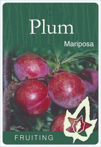 Plum 'Mariposa' [Sz:Bare Rooted]