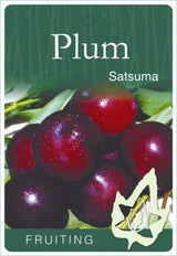 Plum 'Satsuma' [Sz:Bare Rooted]