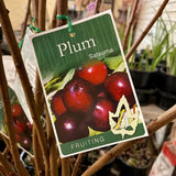 Plum 'Satsuma' [Sz:Bare Rooted]