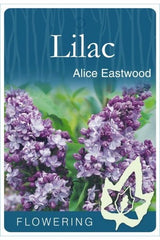 Lilac 'Alice Eastwood' [Sz:Bare Rooted]