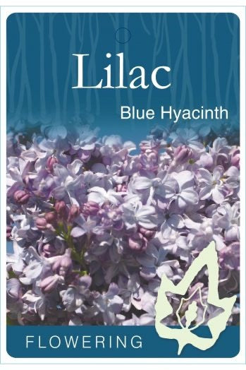 Lilac 'Blue Hyacinth' [Sz:Bare Rooted]