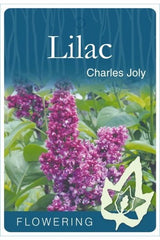 Lilac 'Charles Joly' [Sz:Bare Rooted]